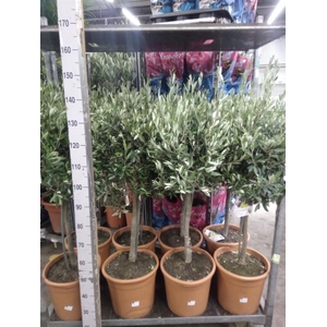 Olea europaea