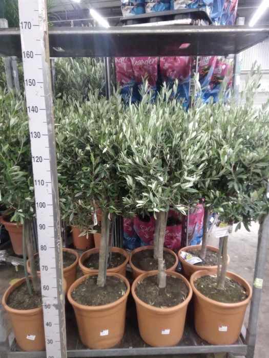 <h4>Olea europaea</h4>