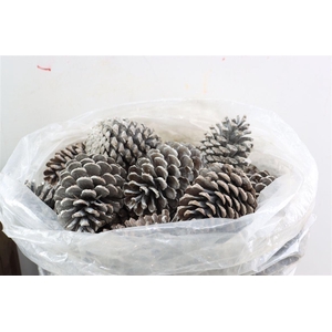 Pinecone Maritima 100pcs L10 Frosted