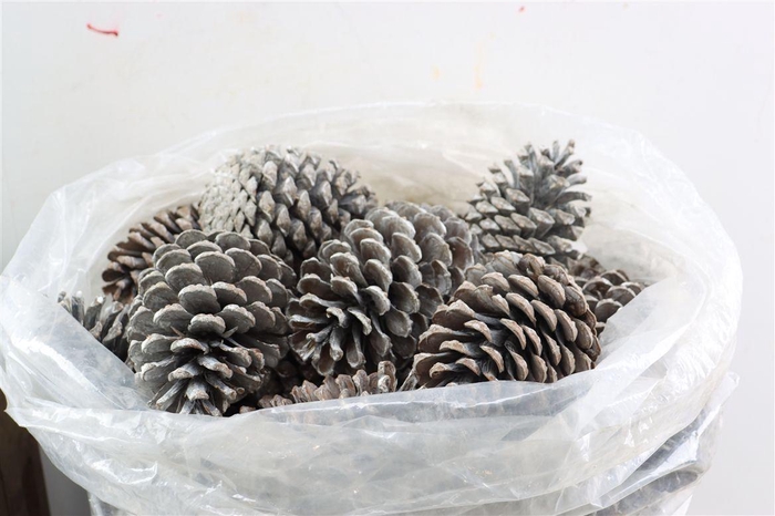 Pinecone Maritima 100pcs L10 Frosted