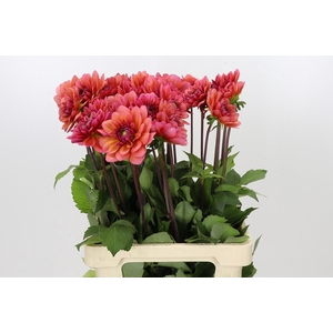 Dahlia Salmon Runner