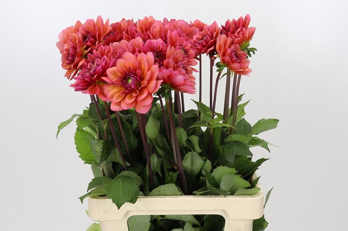 <h4>Dahlia Salmon Runner</h4>