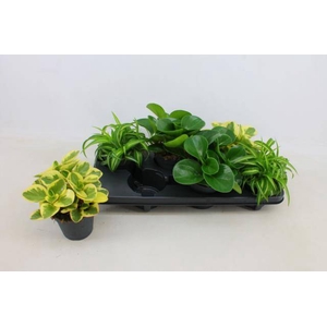 Plant mixed 12Ø 20cm