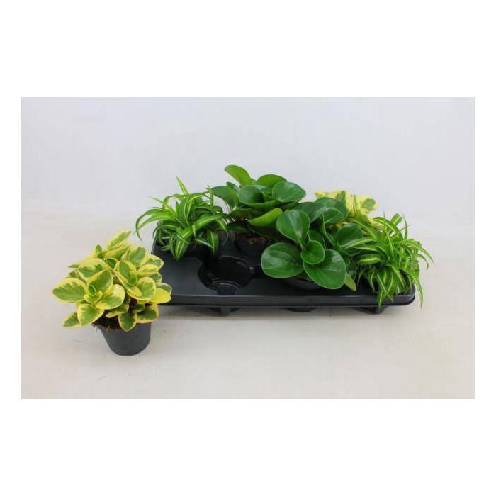 <h4>Plant mixed 12Ø 20cm</h4>