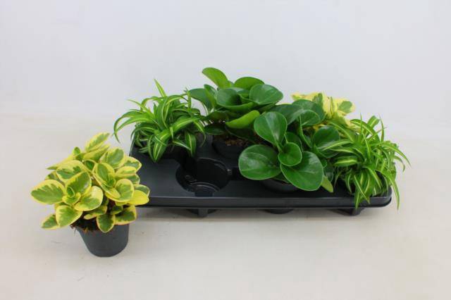 Plant mixed 12Ø 20cm