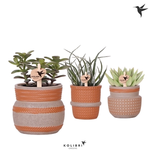 Kolibri Greens Succulenten mix in Ethnic pot terracotta mix