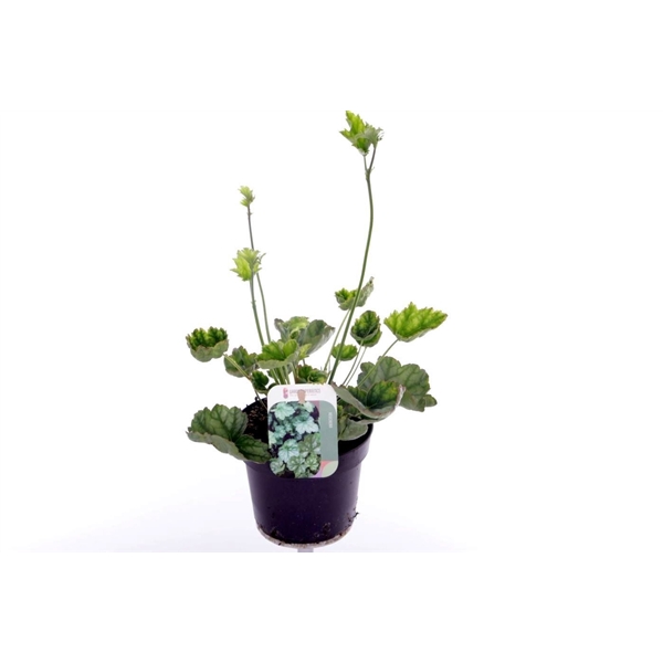 Heuchera amer. Dale's Strain