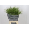 Panicum Fountain