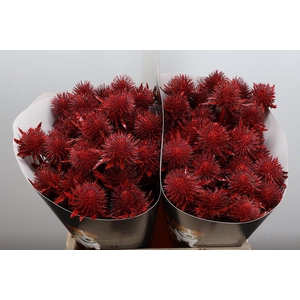 Snijgroen Eryn A Ov Klb H