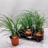 Beaucarnea Recur