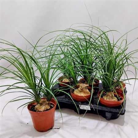 Beaucarnea Recur