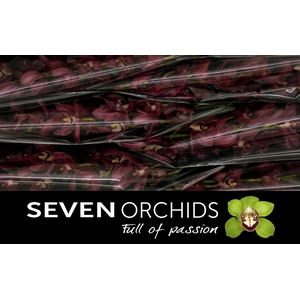 CYMB T BP DEEP PURPL