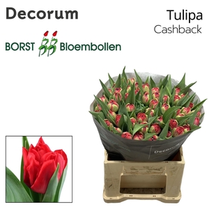 Tulipa Cashback