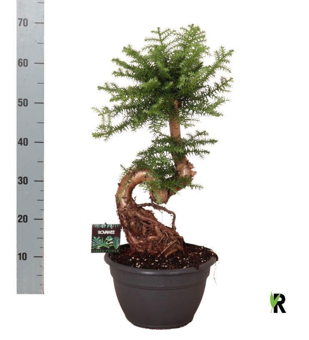 <h4>Araucaria   ...</h4>
