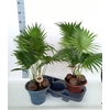 Livistona Rotundifol In Keramiek