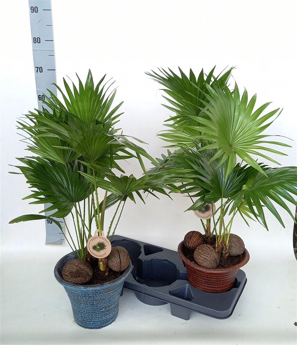 Livistona Rotundifol In Keramiek