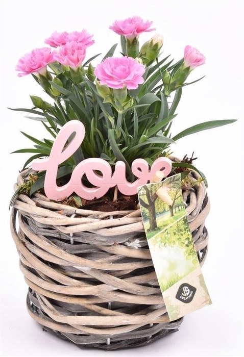 Wilg mand grijs 12cm