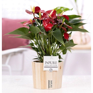 Anthurium red (Micra) in P&PURE Wood pot 5