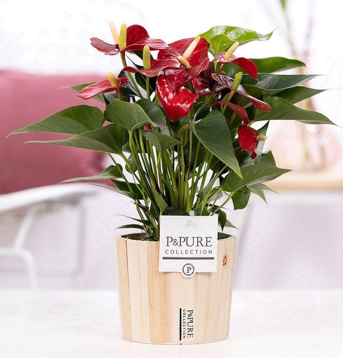 <h4>Anthurium red (Micra) in P&PURE Wood pot 5</h4>
