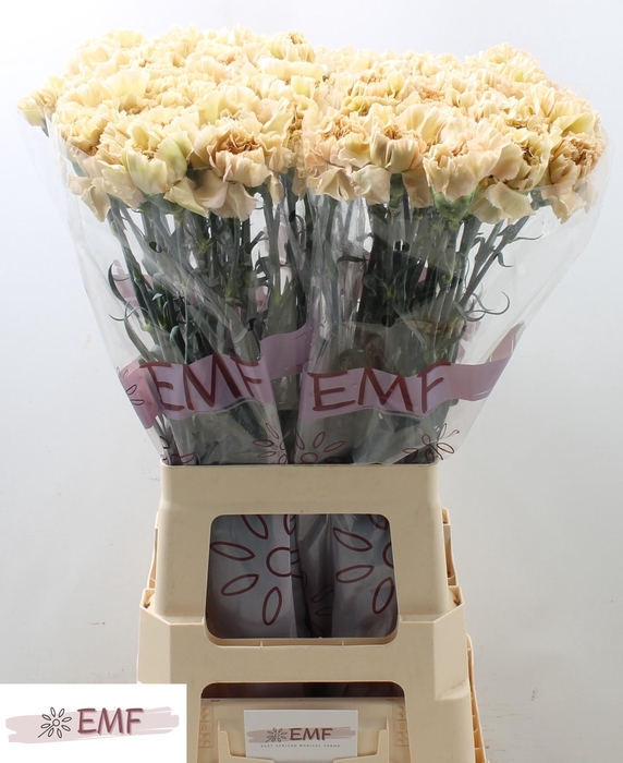 <h4>DI ST CAPPUCCINO</h4>