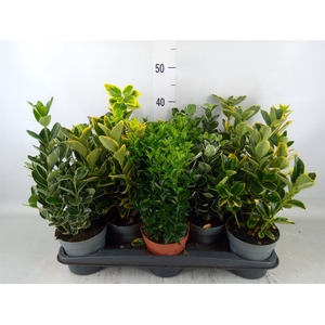 Euonymus japon.   ...mix