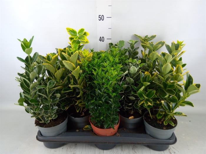 <h4>Euonymus japon.   ...mix</h4>