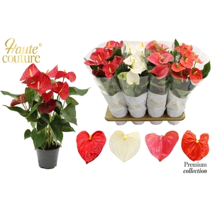 Anthurium   ...mix 4