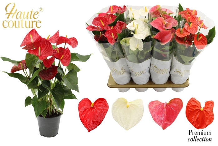 <h4>Anthurium ...mix 4</h4>