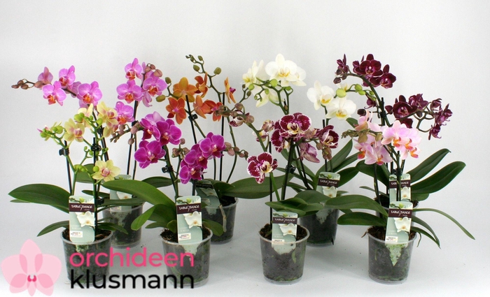 PHAL GEM
