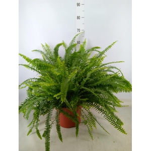 Nephrolepis exal. 'Green Lady'