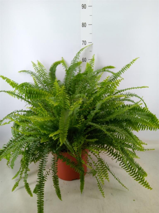 <h4>Nephrolepis exal. 'Green Lady'</h4>