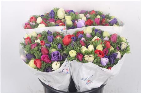 <h4>Anemone Fr. Fuchsia</h4>