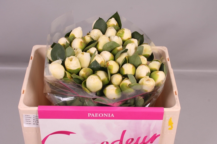 <h4>Paeonia Bridal Shower</h4>