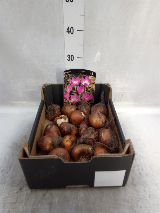 <h4>Flowerbulbs, corns or tubers   ...</h4>