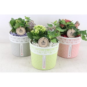 arr2 PL - Ker. pot celcius mix x3