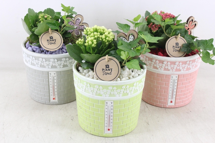 <h4>arr2 PL - Ker. pot celcius mix x3</h4>