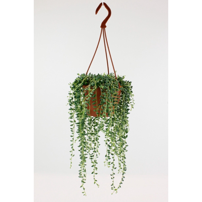 <h4>SENEC HERREIANUS</h4>