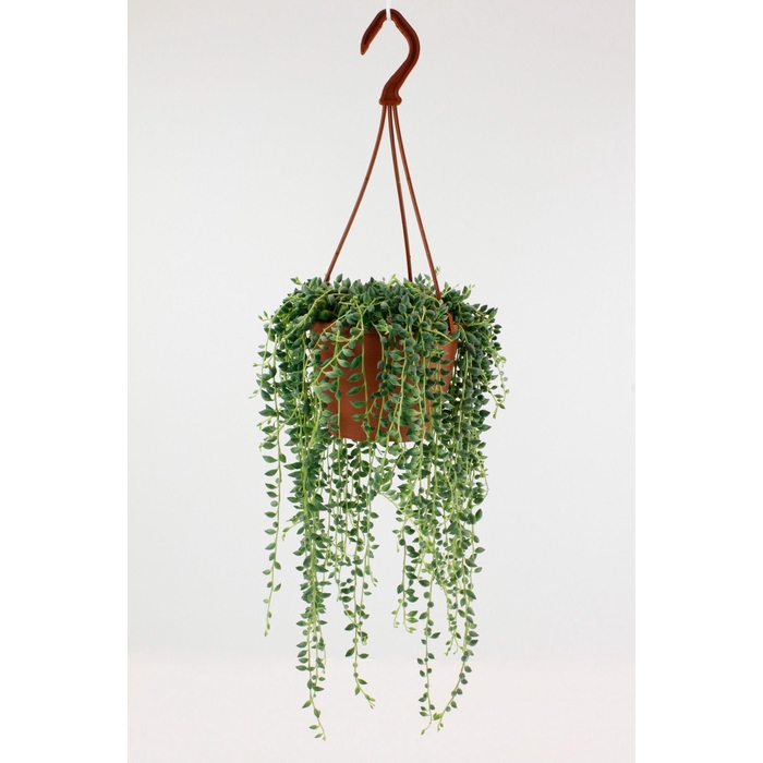 <h4>SENEC HERREIANUS</h4>