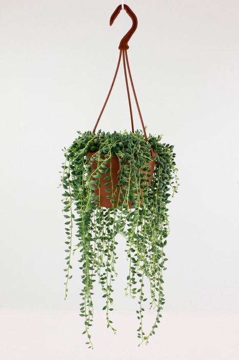 <h4>Senec Herreianus</h4>