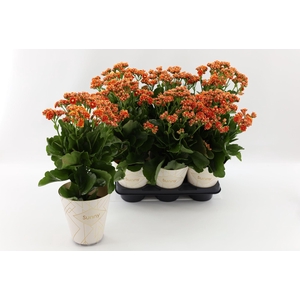 Kalanchoe Sunny Cantaloupe Orange