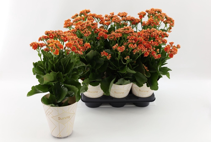 <h4>Kalanchoe Sunny Cantaloupe Orange</h4>