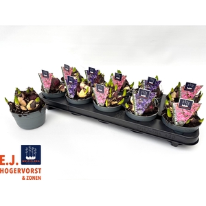 HYACIN MULT GEM 2 KL