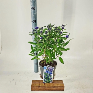 Caryopteris x clandonensis
