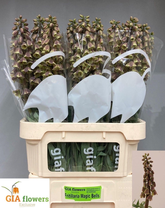 <h4>FRIT MAGIC BELLS</h4>