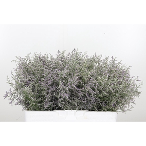 Limonium Misty Blue