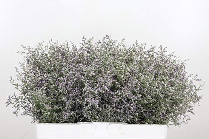<h4>Limonium Misty Blue</h4>