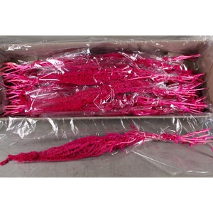 Pf Amaranthus Hang Cerise Bs