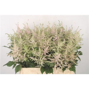 Astilbe Europa Light Pink