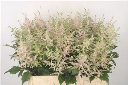 <h4>Astilbe Europa Light Pink</h4>