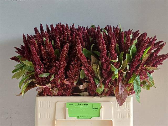 <h4>AMAR HY PYGMY TORCH</h4>